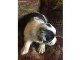Australian Shepherd Puppy for sale in Lizella, GA, USA