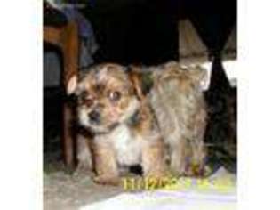 Yorkshire Terrier Puppy for sale in Valley Center, CA, USA