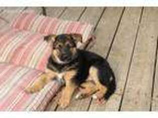 German Shepherd Dog Puppy for sale in Vincennes, IN, USA
