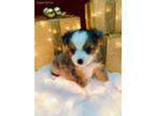 Miniature Australian Shepherd Puppy for sale in Center Ridge, AR, USA