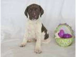 German Shorthaired Pointer Puppy for sale in Reinholds, PA, USA