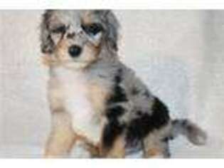 Mutt Puppy for sale in Abilene, TX, USA