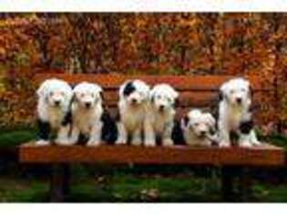 Old English Sheepdog Puppy for sale in Theresa, WI, USA