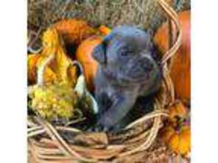 Cane Corso Puppy for sale in Mount Angel, OR, USA