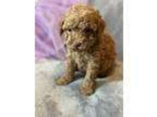 Goldendoodle Puppy for sale in Lenoir, NC, USA