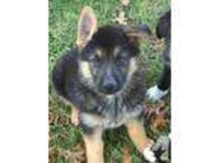 German Shepherd Dog Puppy for sale in PINCKNEY, MI, USA