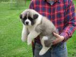 Akita Puppy for sale in Morris, NY, USA