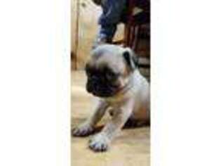 Pug Puppy for sale in Moss Point, MS, USA