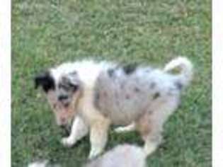 Collie Puppy for sale in Lakeland, FL, USA