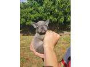 French Bulldog Puppy for sale in Foresthill, CA, USA