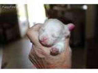 Pomeranian Puppy for sale in Dillon, MT, USA