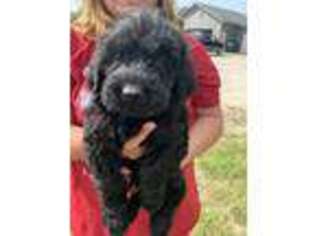 Labradoodle Puppy for sale in Port Clinton, OH, USA