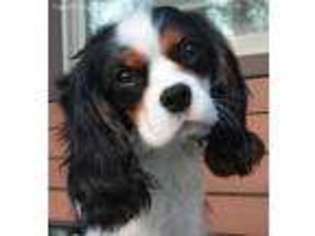 Cavalier King Charles Spaniel Puppy for sale in Nampa, ID, USA
