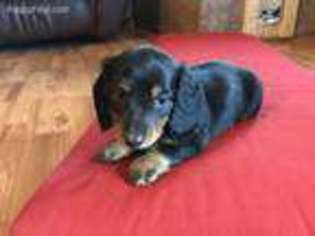 Dachshund Puppy for sale in Byers, CO, USA