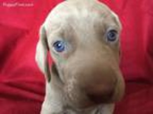 Weimaraner Puppy for sale in Mc Clure, PA, USA
