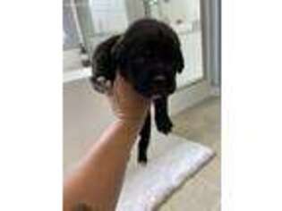 Cane Corso Puppy for sale in Simpsonville, SC, USA