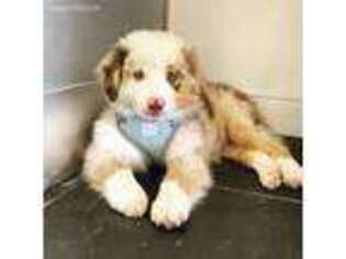 Australian Shepherd Puppy for sale in Miami, FL, USA