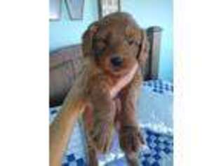 Goldendoodle Puppy for sale in Montgomery, IN, USA