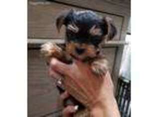 Yorkshire Terrier Puppy for sale in Brea, CA, USA