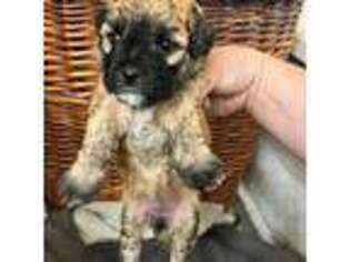 Shih-Poo Puppy for sale in Walnut Grove, CA, USA