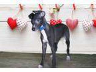 Italian Greyhound Puppy for sale in Saint George, UT, USA