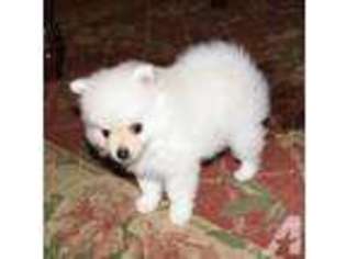 Pomeranian Puppy for sale in ANDERSON, SC, USA