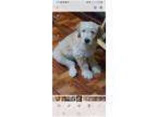 Goldendoodle Puppy for sale in North Ridgeville, OH, USA