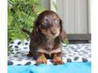 Dachshund Puppy for sale in Summerfield, NC, USA