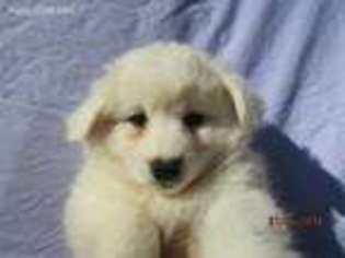 American Eskimo Dog Puppy for sale in Anderson, SC, USA