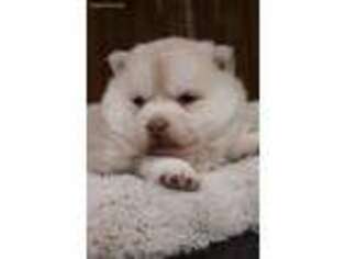 Buggs Puppy for sale in Goshen, IN, USA