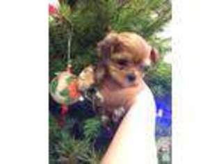 Mutt Puppy for sale in PLAINFIELD, NJ, USA