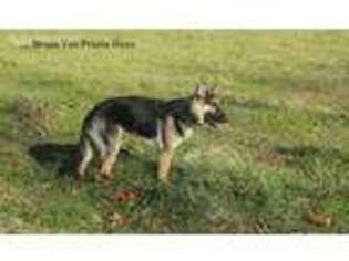 German Shepherd Dog Puppy for sale in Graysville, TN, USA