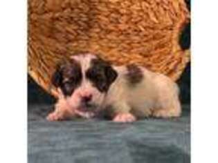 Bichon Frise Puppy for sale in Jamestown, TN, USA