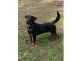 Rottweiler Puppy for sale in Lincolnton, GA, USA
