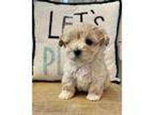 Mutt Puppy for sale in Loretto, MN, USA