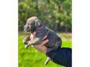 Cane Corso Puppy for sale in Ridgefield, WA, USA
