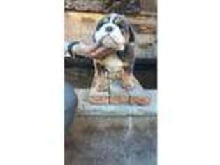 Bulldog Puppy for sale in Cypress, CA, USA