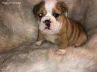 Olde English Bulldogge Puppy for sale in Beech Grove, IN, USA