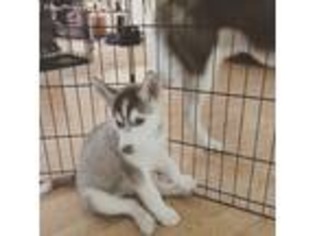 Siberian Husky Puppy for sale in Chico, CA, USA