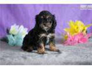 Cavapoo Puppy for sale in Youngstown, OH, USA