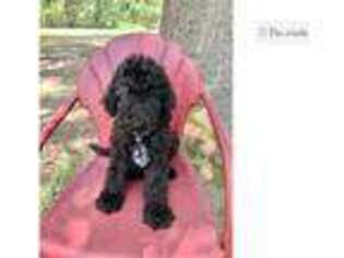 Labradoodle Puppy for sale in Shreveport, LA, USA