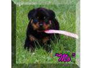 Rottweiler Puppy for sale in Sainte Genevieve, MO, USA