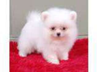 Pomeranian Puppy for sale in San Luis Obispo, CA, USA