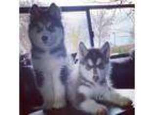 Siberian Husky Puppy for sale in San Clemente, CA, USA