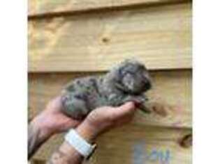 Great Dane Puppy for sale in Leesville, SC, USA