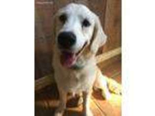 Golden Retriever Puppy for sale in Fort Worth, TX, USA