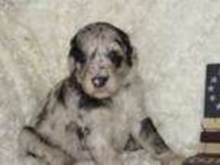 Mutt Puppy for sale in Clarinda, IA, USA