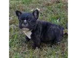 French Bulldog Puppy for sale in Conley, GA, USA