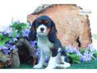 Cavalier King Charles Spaniel Puppy for sale in Battle Creek, MI, USA