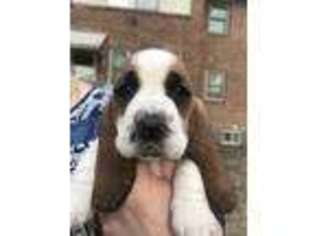 Basset Hound Puppy for sale in Mcpherson, KS, USA